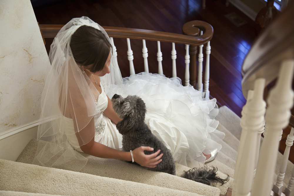 花嫁と犬