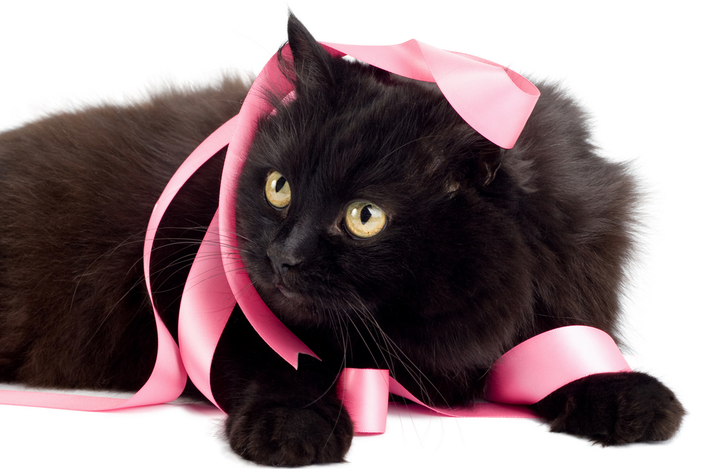 キャットリボン運動って何のこと？乳がんで苦しむ猫を減らす運動をサポートしよう！