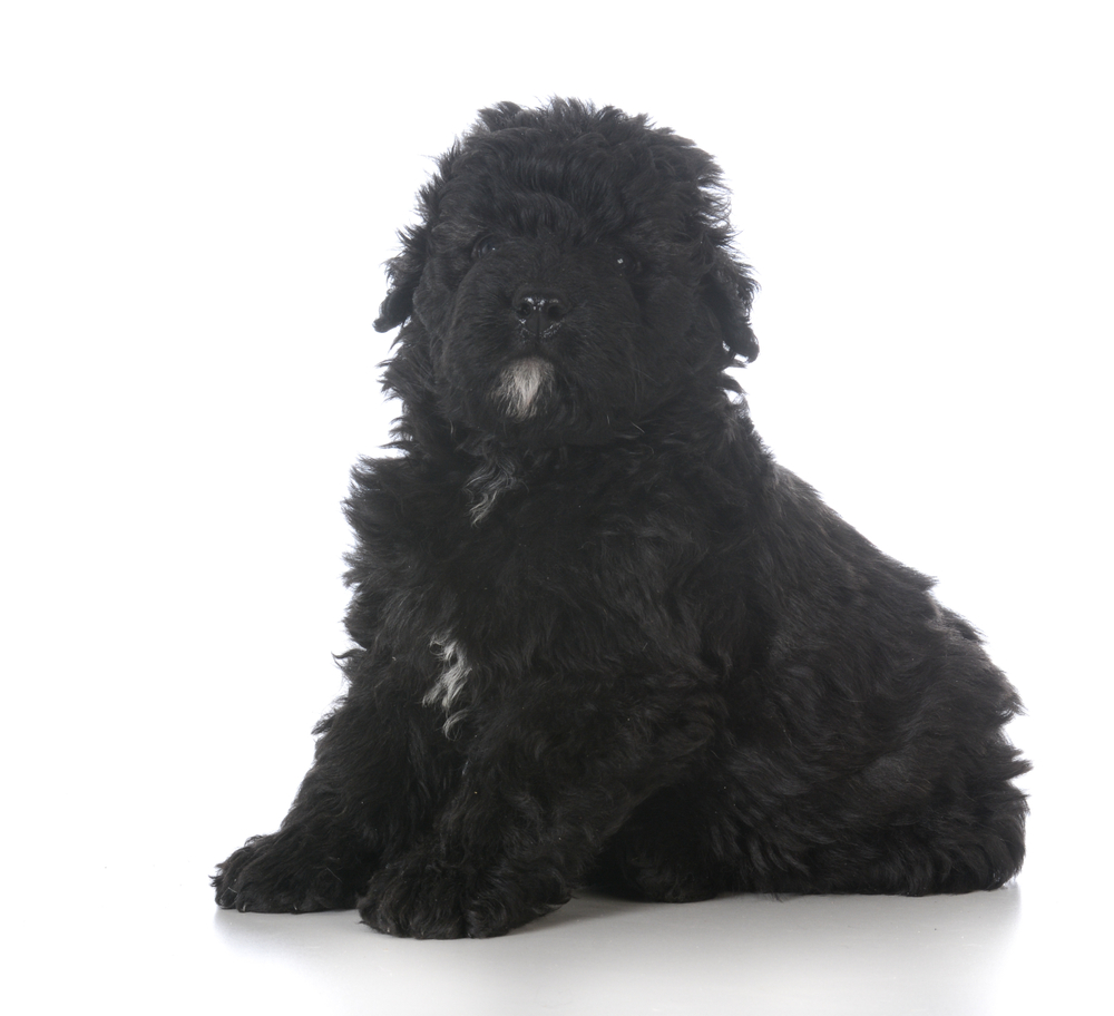 8 week old male bouvier des flandres puppy isolated on white background