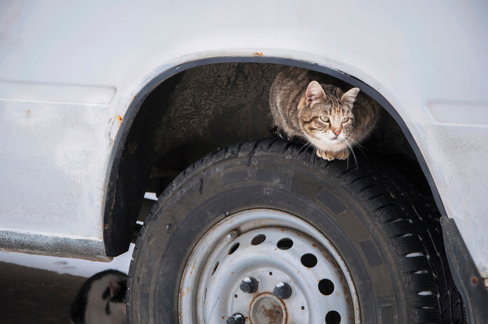 タイヤの上に乗る猫
