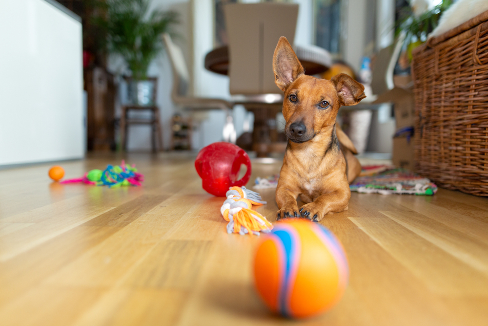 室内でおもちゃで遊ぶ犬
