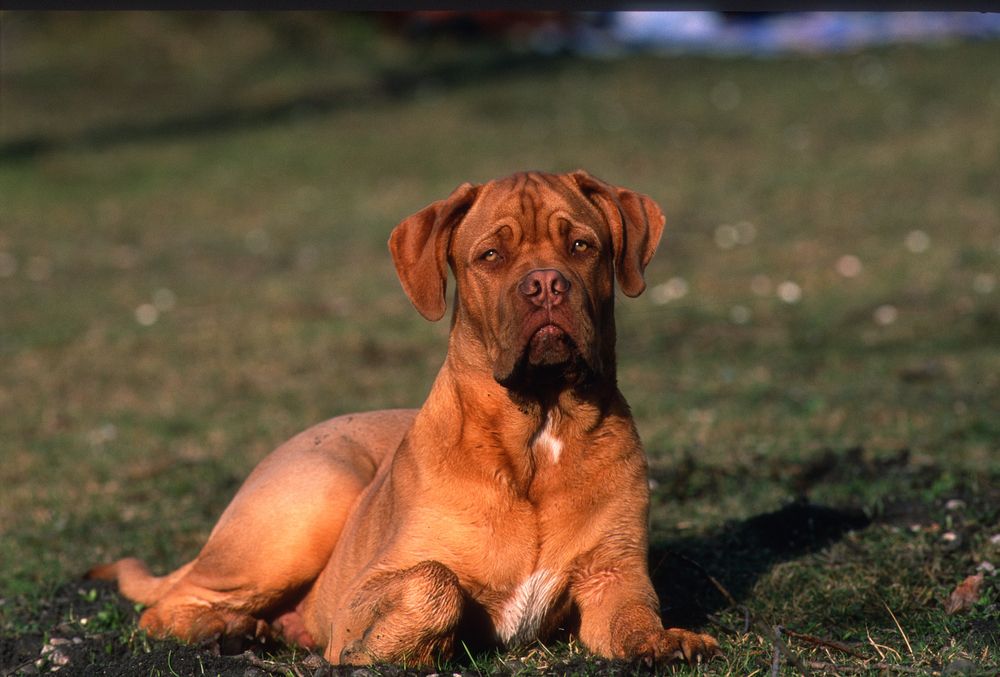 Young bordeaux mastiff dog, lying on a meadow