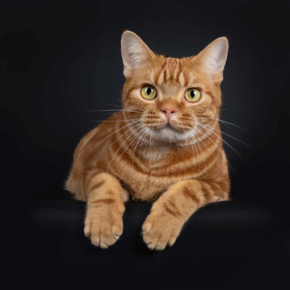 Adorable young adult red tabby American Shorthair cat, laying down with front paws hanging over edge. Looking at lens with yellow / green eyes. Isolated on a black background.