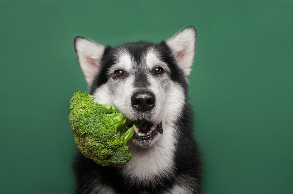 【獣医師監修】犬にブロッコリーはOK！食べてもいい量と与えるときの注意点！【最新版】