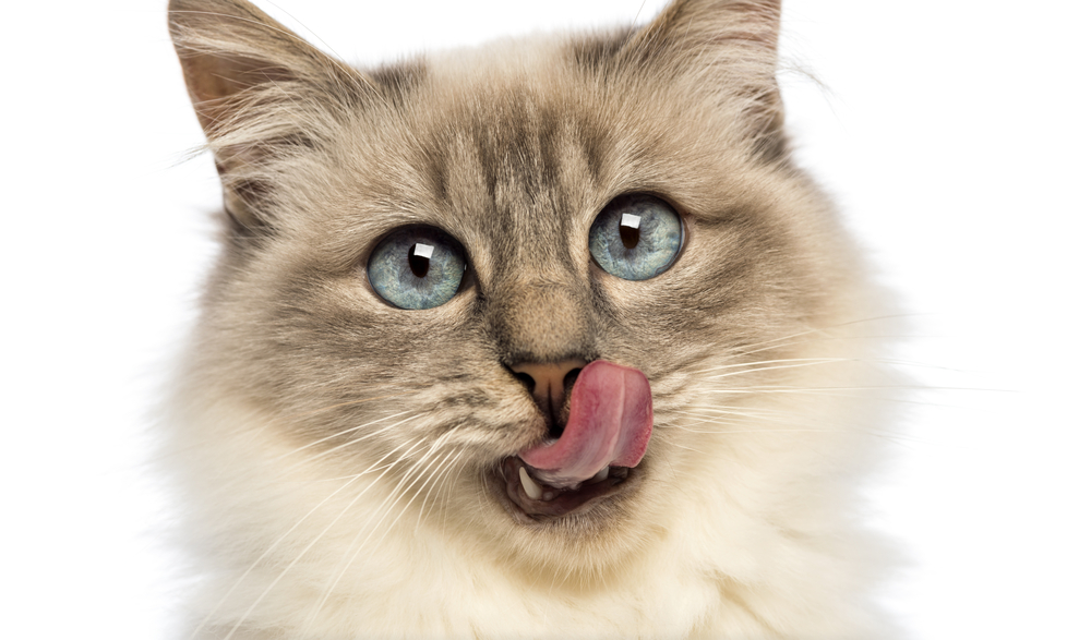 猫が口のまわりを舐めるのはどうして？猫が口元をペロペロと舐める理由を解説！