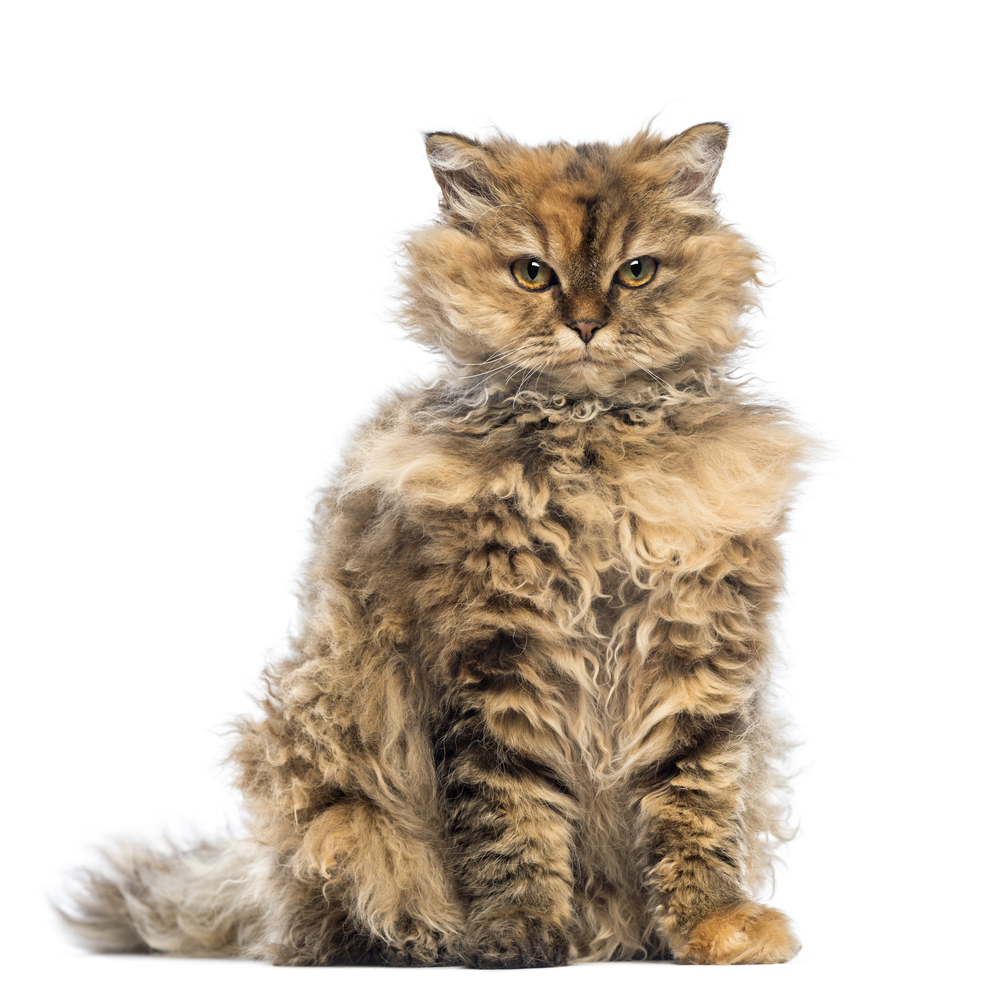 Selkirk Rex, 5 months old, sitting and looking at camera with evil look against white background