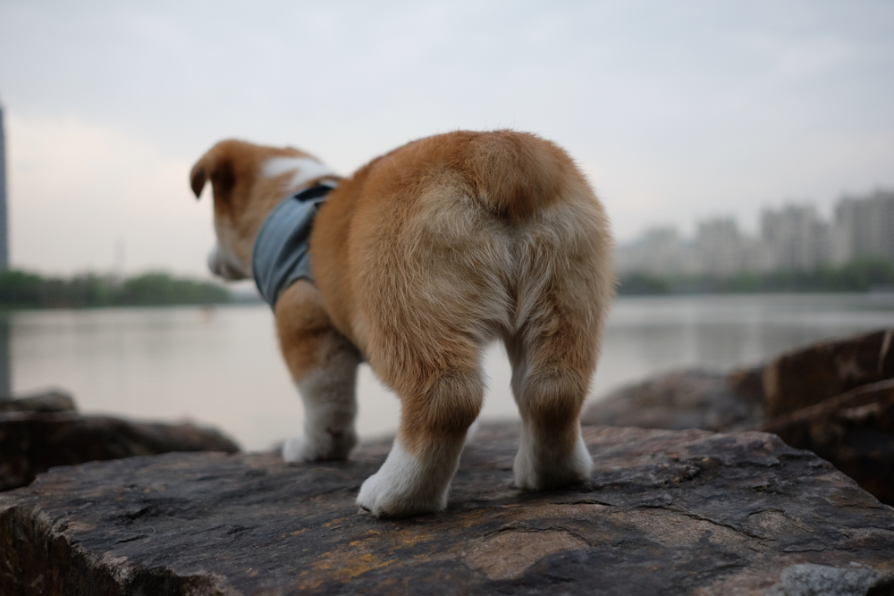 close up butt of purebred cute brown corgi dog. Standing on grey rock. Blur background