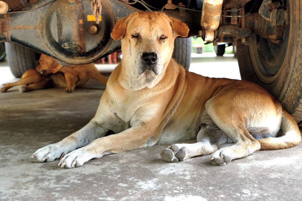 Two brown male dogs lie down and love to sleep under a car. They feel safer and comfortable to stay in shady places and can avoid high heat and humidity. Heatstroke prevention for animals!