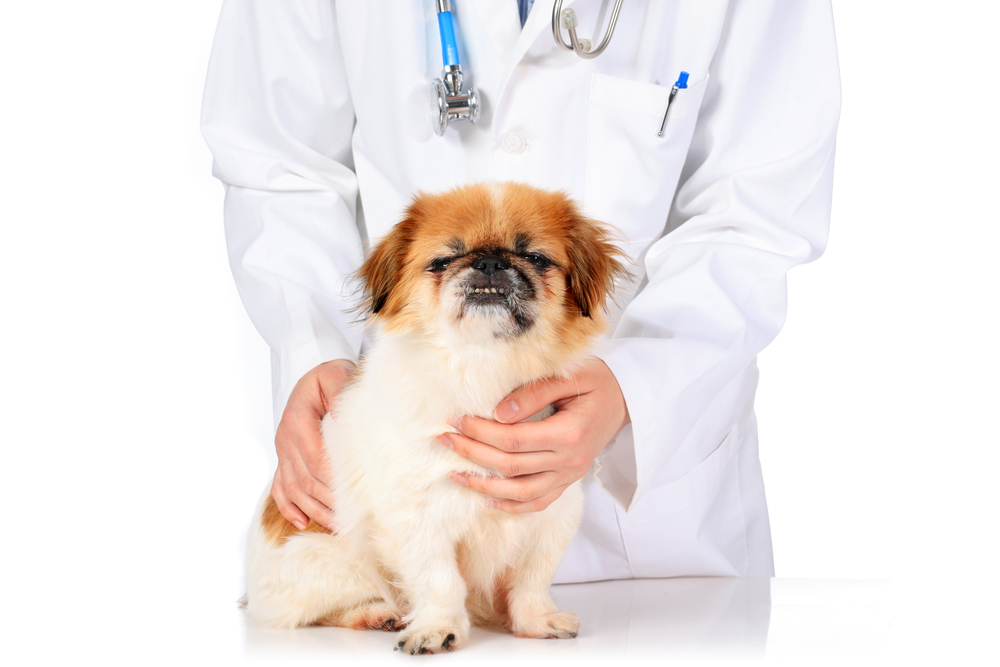 Veterinary concept. Dog and vet isolated over white.