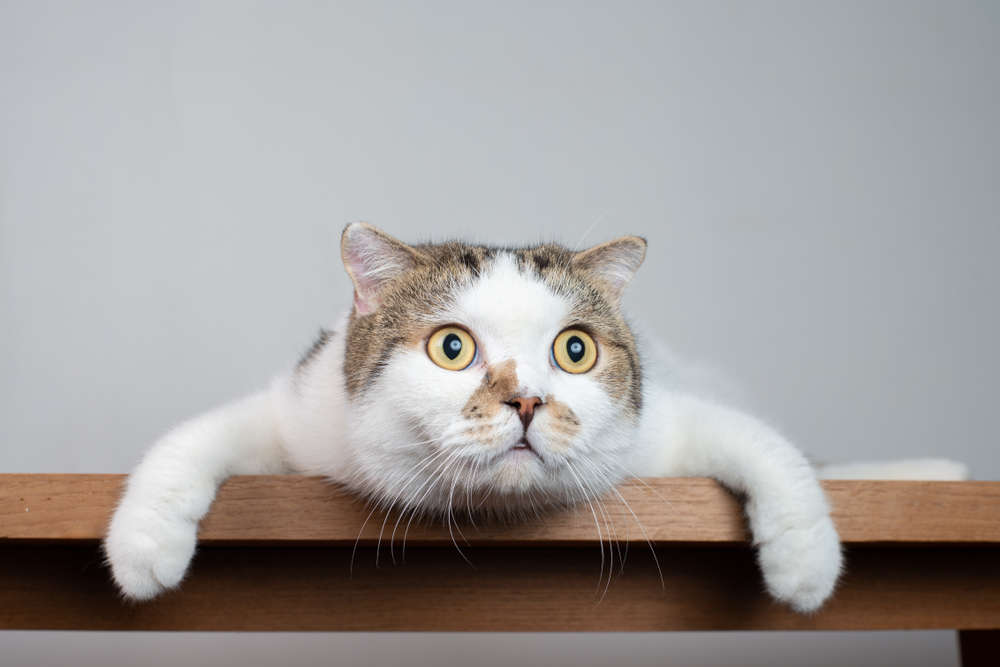 【獣医師監修】猫がガン見してくるのはどんなとき？猫の視線に隠された心理や気持ちを考察【2023年版】