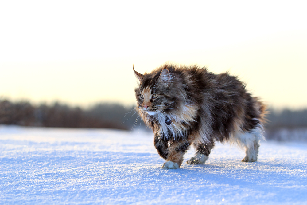 Maine Coon cat walk in winter field