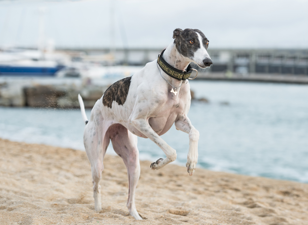 Female Spanish greyhound is running
