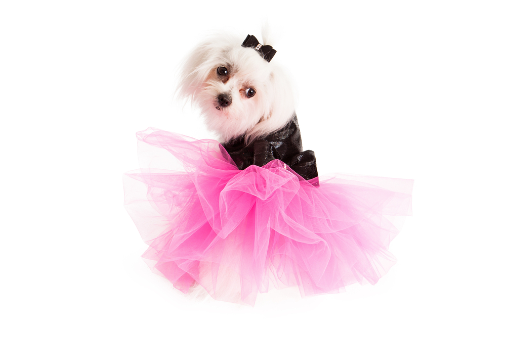 Maltese dog isolated on white wearing a fancy black dress with a pink tulle tutu