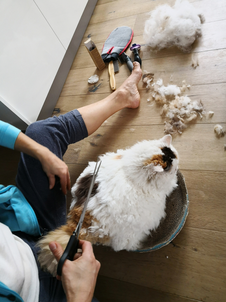 Selkirk Rex cat gets haircut grooming fur