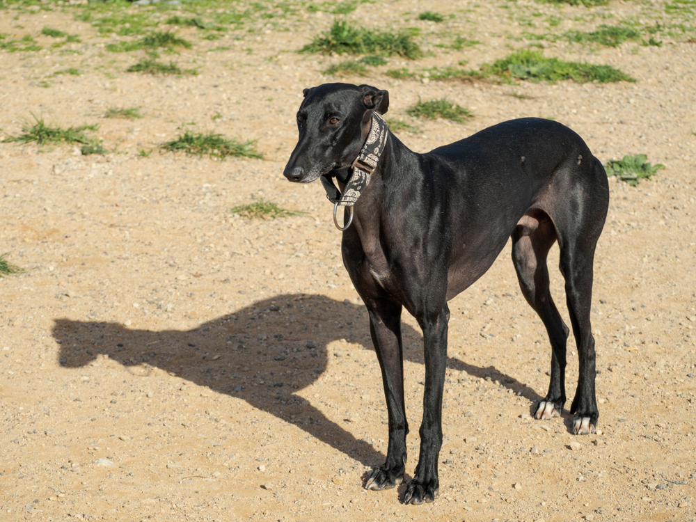 full-length black Spanish greyhound