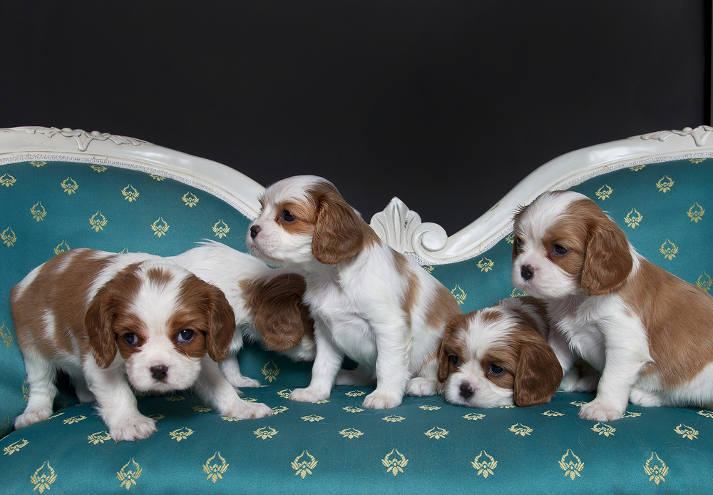 Cavalier King Charles Spaniel puppies on the sopha, cavalier king charles puppies