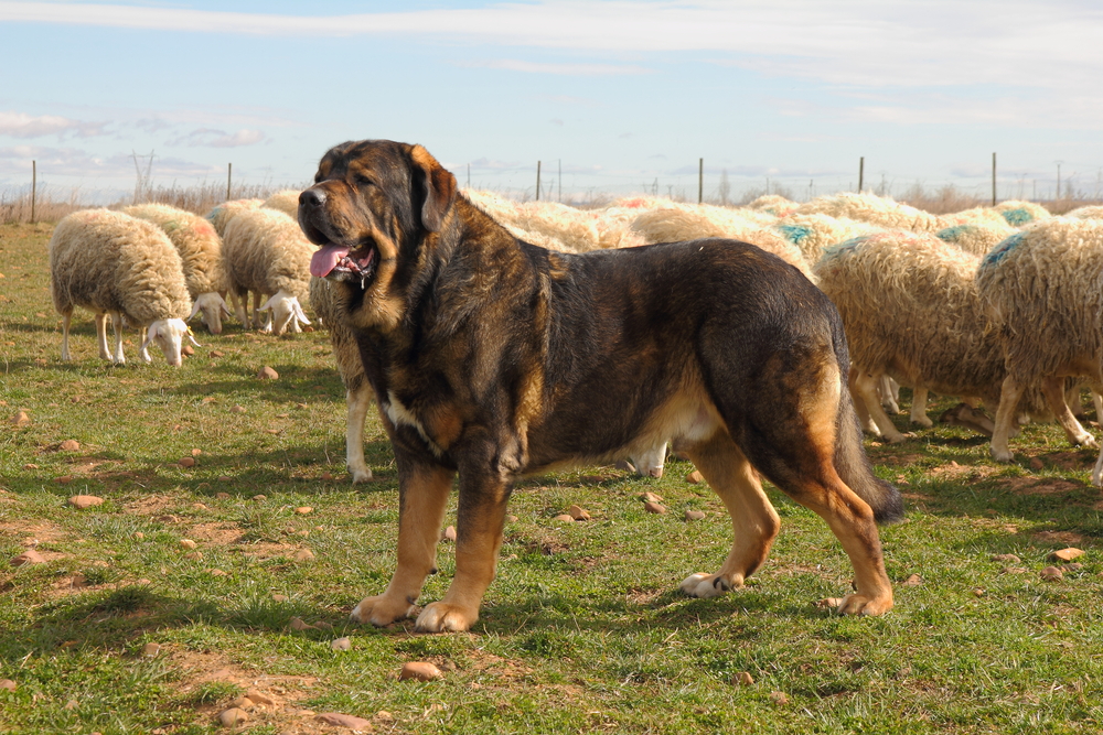 Spanish Mastiff or lions, Assaf sheep herd. Zuares of Paramo, Leon.