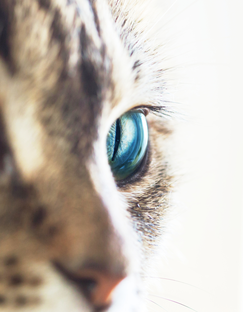 猫は目の色でルーツが分かるってほんとう？瞳の色に違いが生まれる理由を解説！