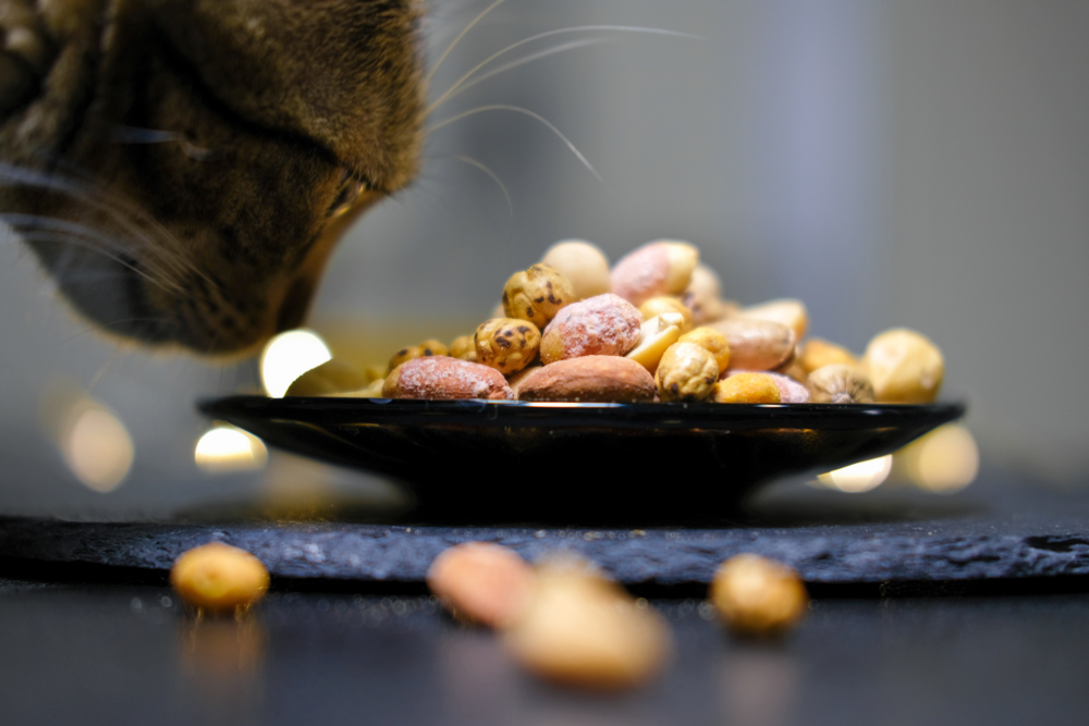 猫にナッツ類はNG！致死量ともしも食べた時の対処法！