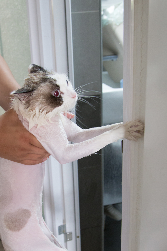 cat refuse to take shower