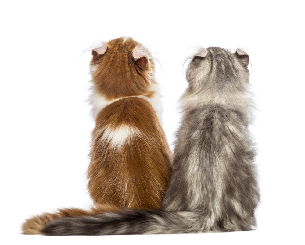 Rear view of two American Curl kittens, 3 months old, sitting and looking up in front of white background