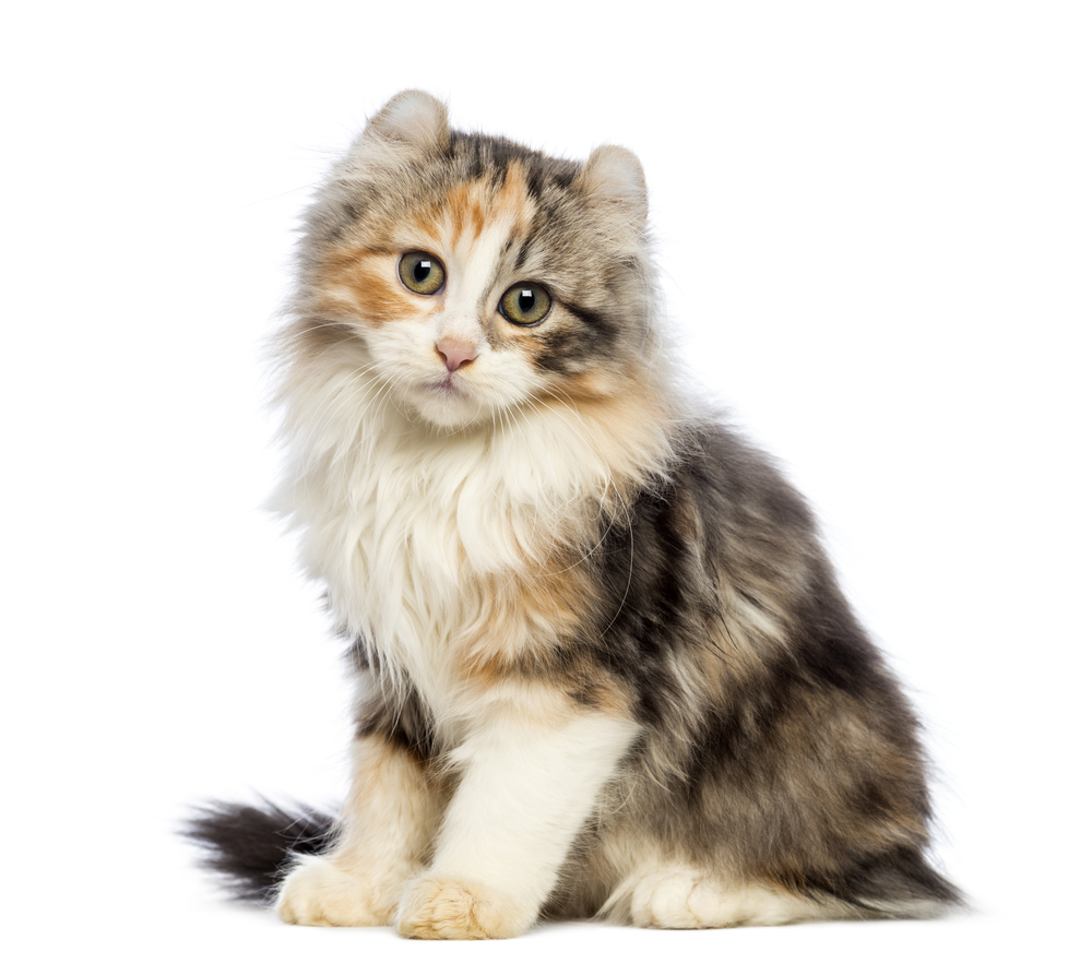 American Curl kitten, 3 months old, sitting and looking at the camera in front of white background