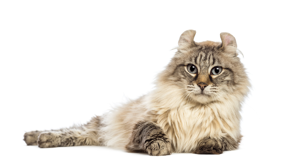 American Curl lying and looking at the camera in front of white background