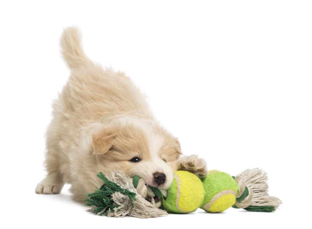 Border Collie puppy, 6 weeks old, playing with a dog toy in front of white background