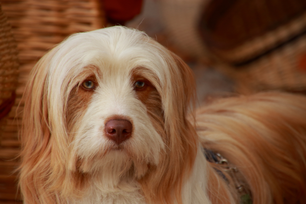 Beautiful dog with long hair - Bearded Collie 