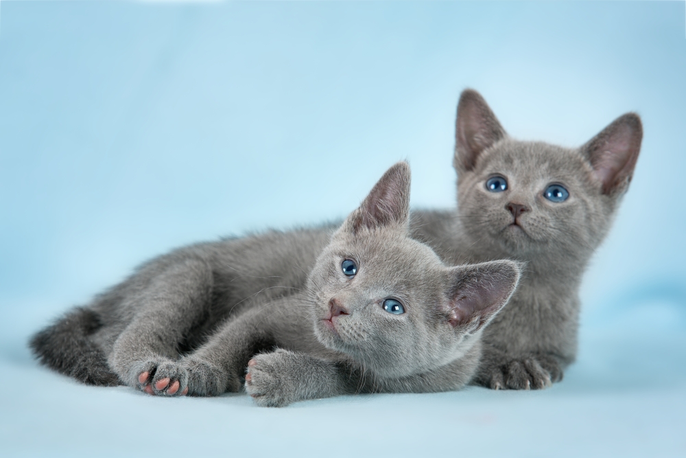 青い目が特徴のロシアンブルーの子猫