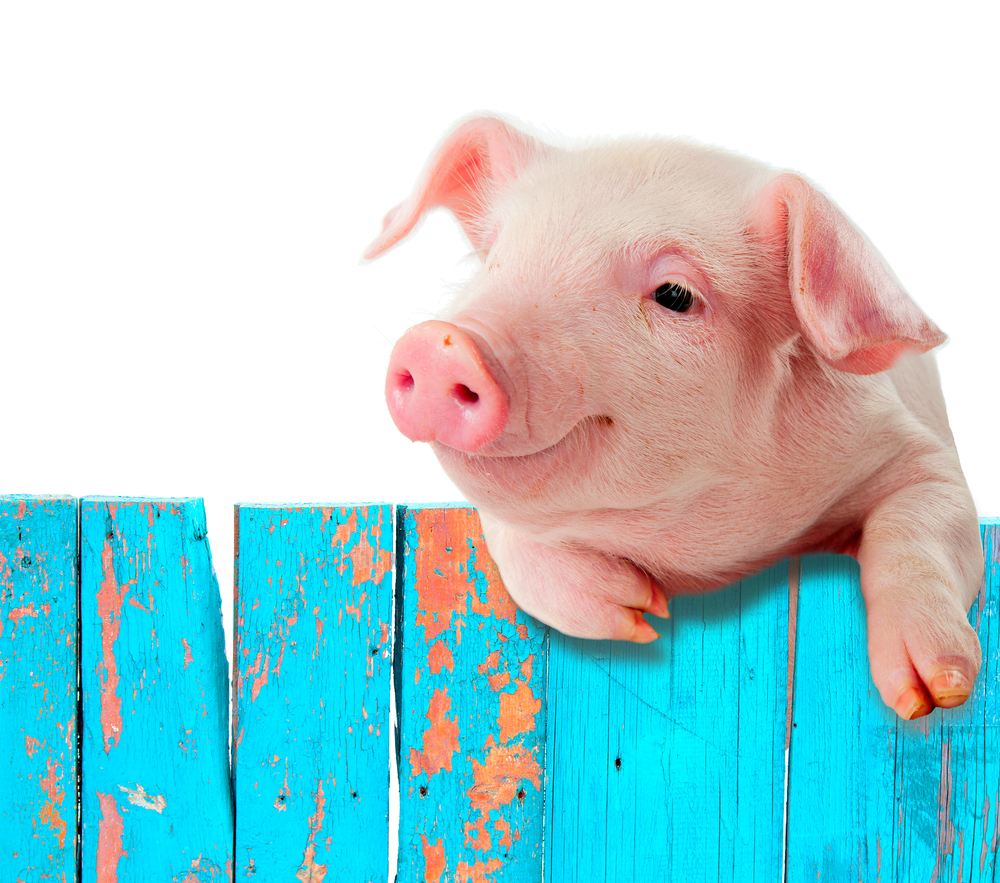 Funny pig hanging on a fence. Studio photo. Isolated on white background.