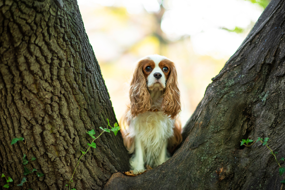 Portrait of a King Charles spaniel. King Charles spaniel in beautiful nature. 