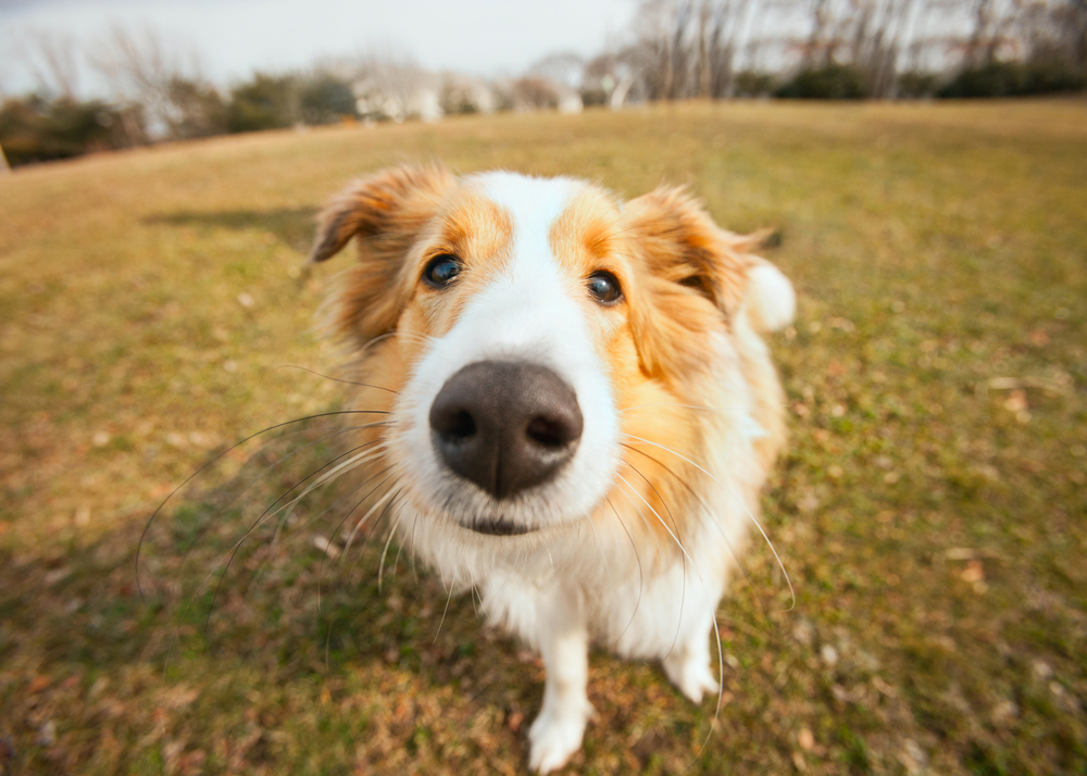 愛犬の鼻の健康をサポート！免疫力を高めるサプリ5選！！