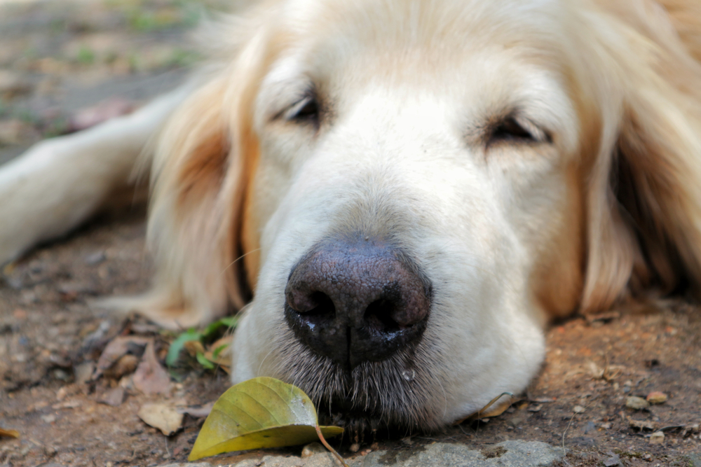 老犬の鼻水の原因は？３つの原因と老犬が鼻水を流している場合に考えられる病気とは