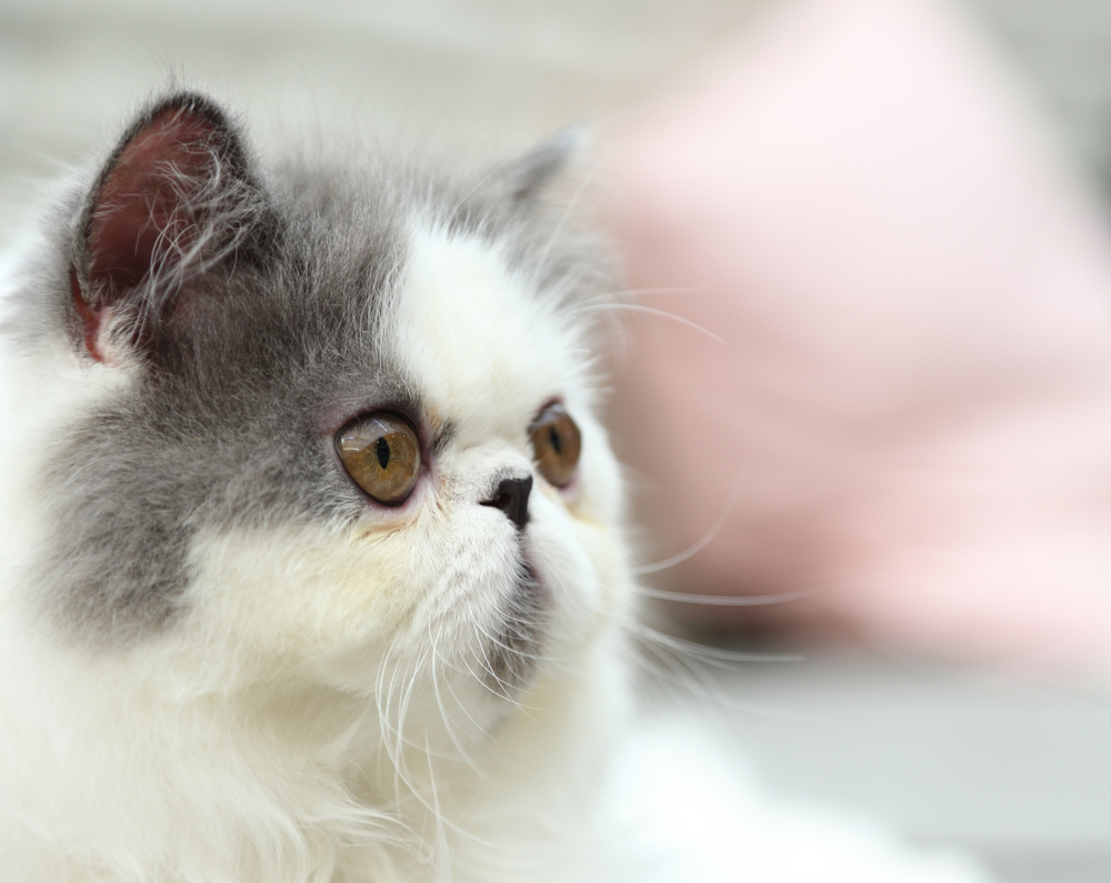 Cat Breed Exotic Shorthair in Room