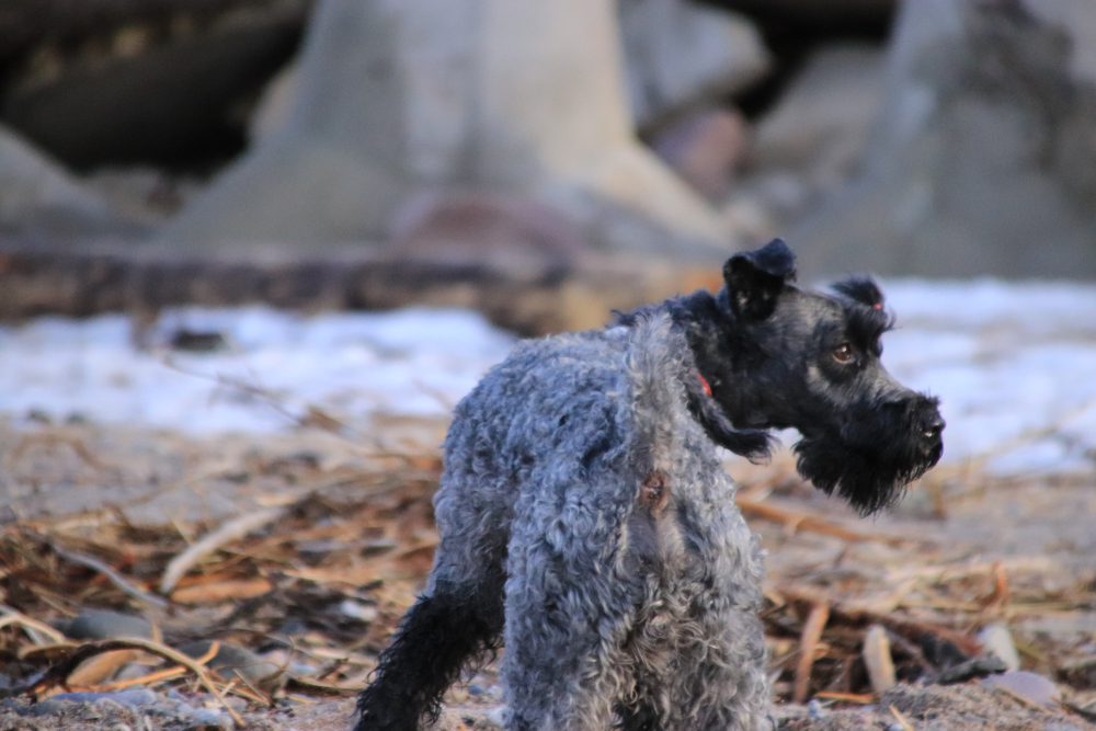 Dog breed Kerry blue Terrier for a walk.