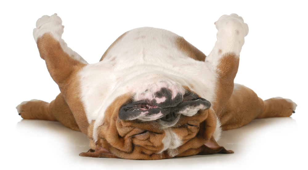 犬の気持ちや心理は寝姿から分かる！犬の睡眠時の14の行動パターンを徹底解説！