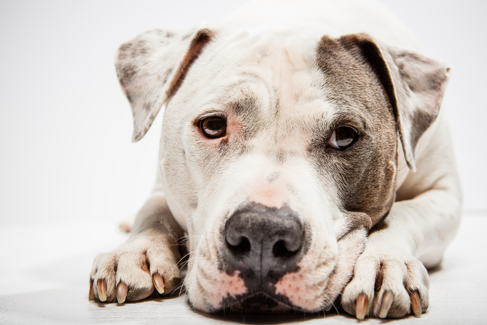 White and Grey Pitbull laying down with head between paws