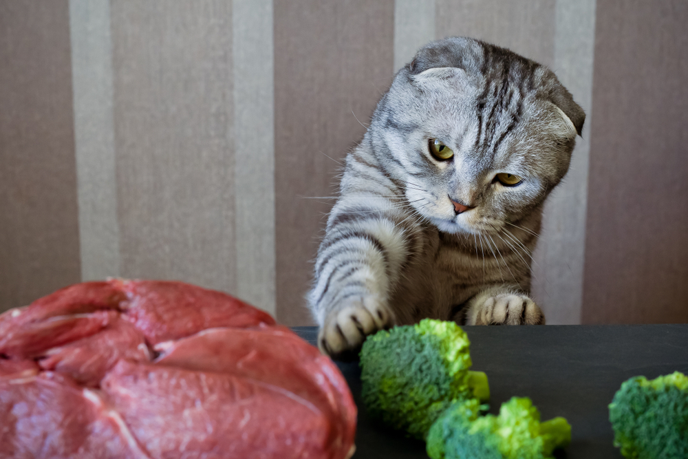 【獣医師監修】猫にブロッコリーはOK！食べてもいい量と与えるときの注意点！【2023年版】