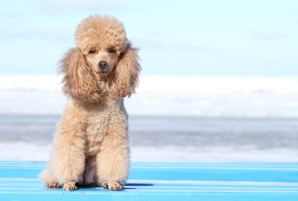 Miniature poodle. Outdoor portrait on the blue sky
