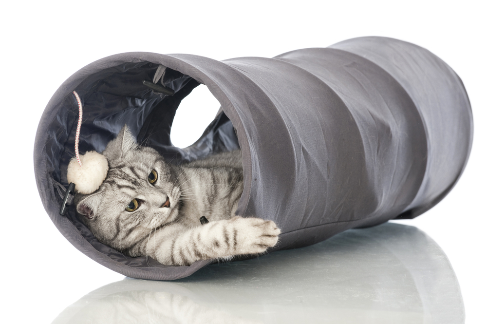 猫はキャットトンネルが好き！好きな理由とおすすめのキャットトンネルを紹介！
