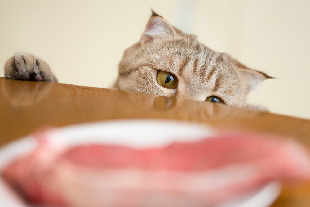 【猫の食べ物】猫に牛肉は大丈夫？間違わないための与え方についてまとめ