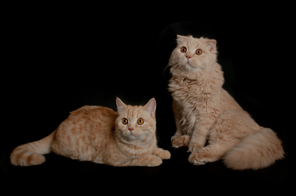 Creamy  scottish straight shorthair and fold longhair six months cats isolated on black