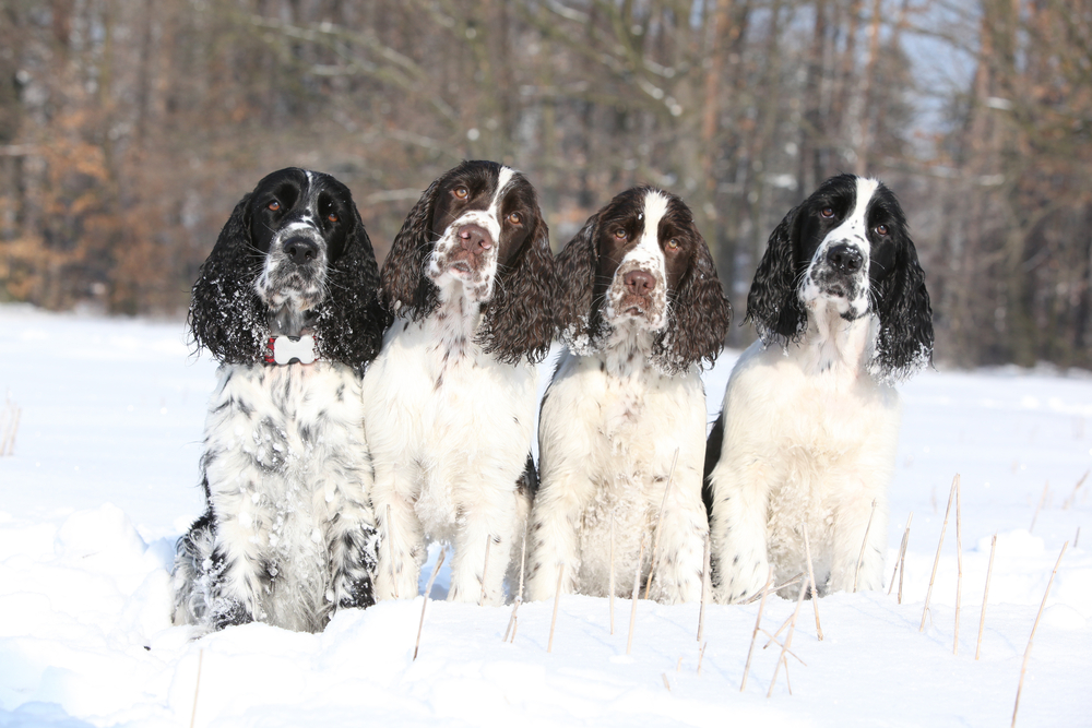 Four English Springer Spaniels in winter