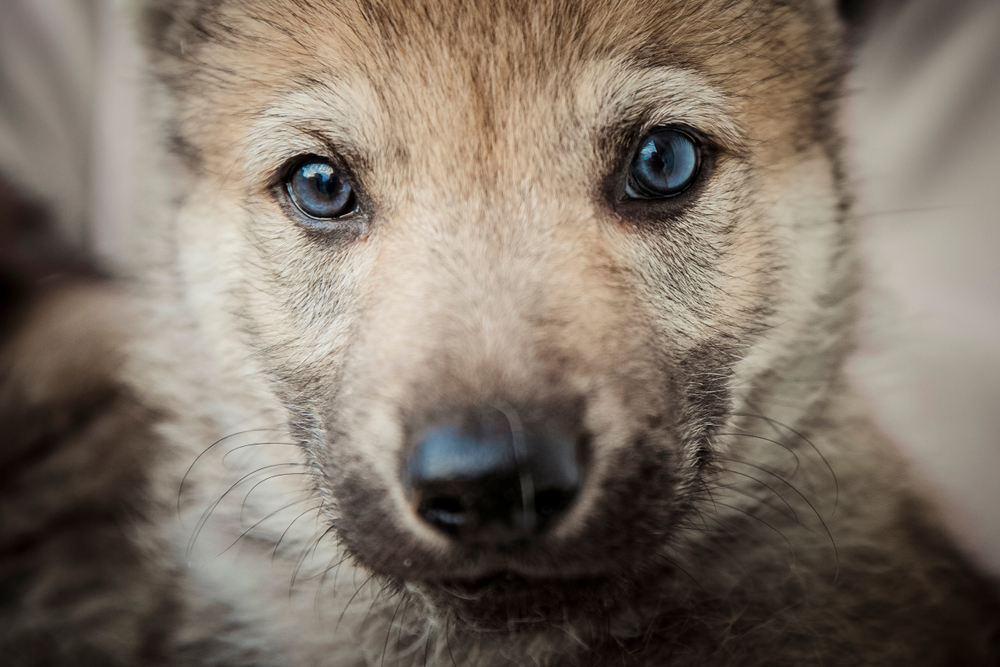 The look of a Czechoslovakian Wolfdog puppy