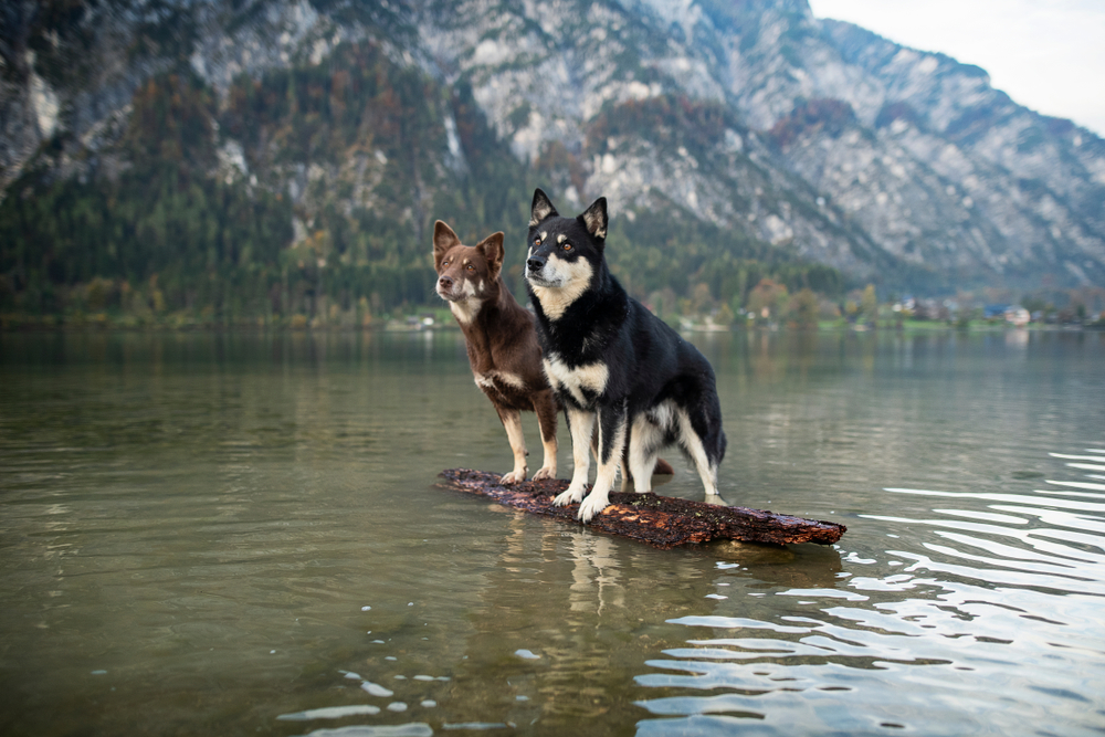 Two dogs are posing together in beautiful scenery. Lapinporokoira at a float. Two dogs at a float  between the mountains. 