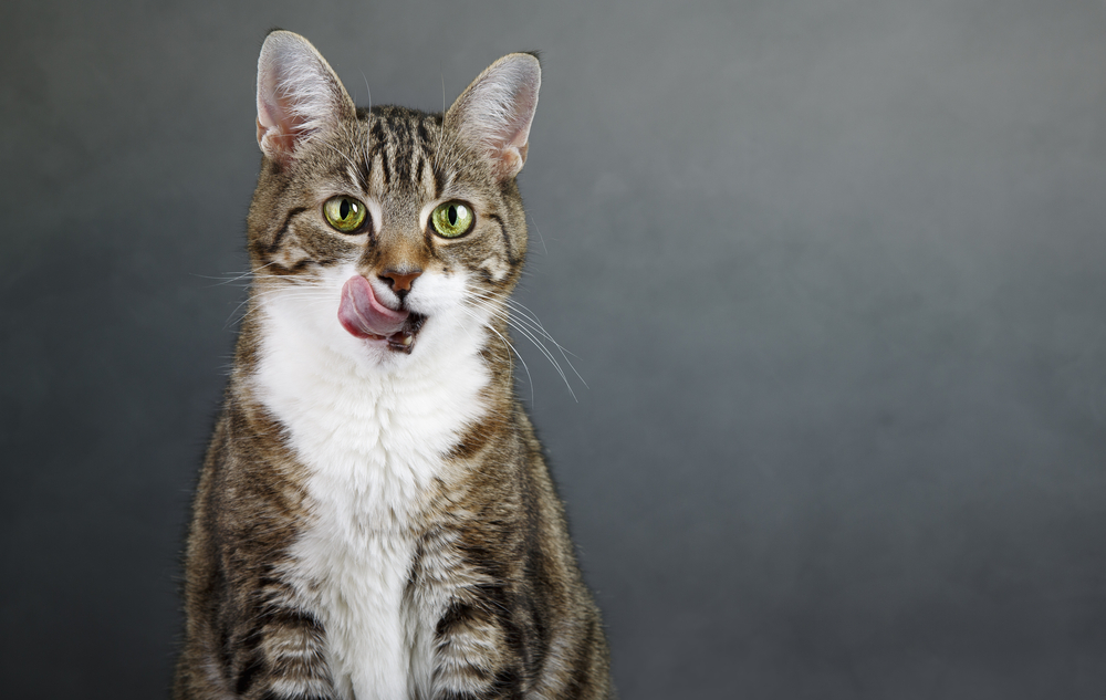Portrait of a three colored housecat licking her mouth after eating