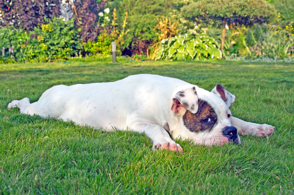 american bulldog relaxing and sprawling on the grass