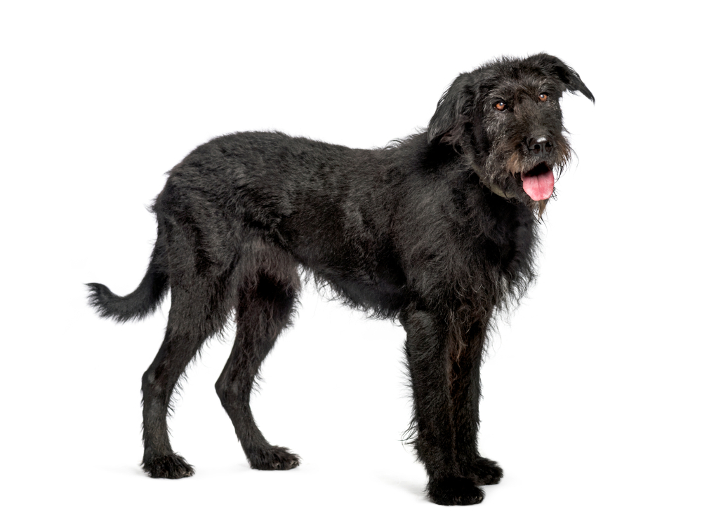 Bouvier des Flandres, 9 years old, in front of white background