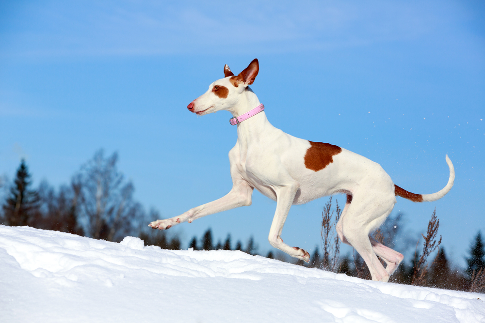 Ibizan Hound dog in winter